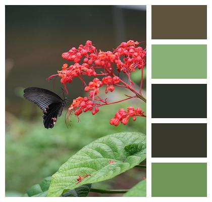 Pollination Red Flowers Butterfly Image